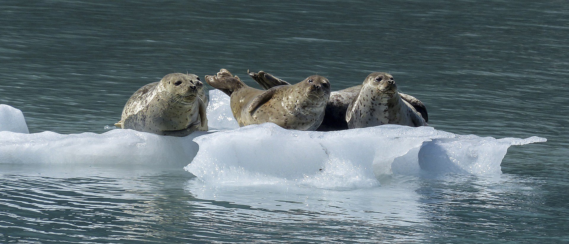 Day 7 Behm Canal to Bell Island Hot Springs