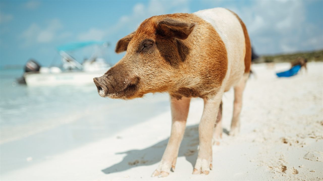 Exuma Cays